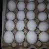 яйцо куриное в наличии оптом в Новосибирске